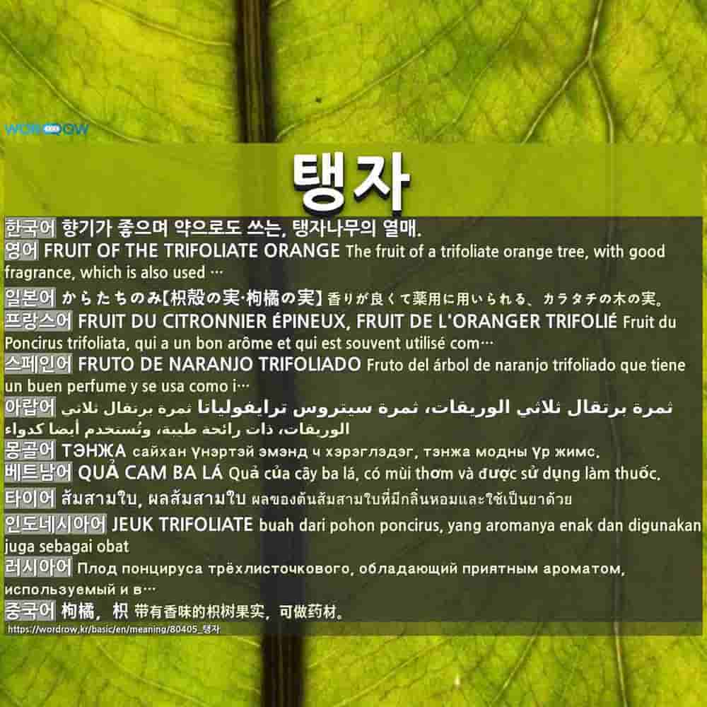 탱자 からたちのみ 枳殻の実 枸橘の実