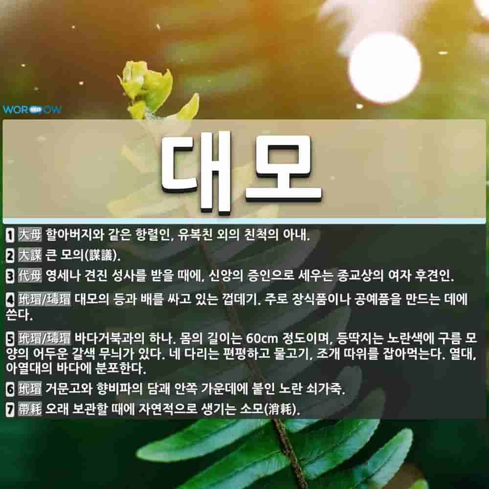 대모(317850) 관련 이미지 4
