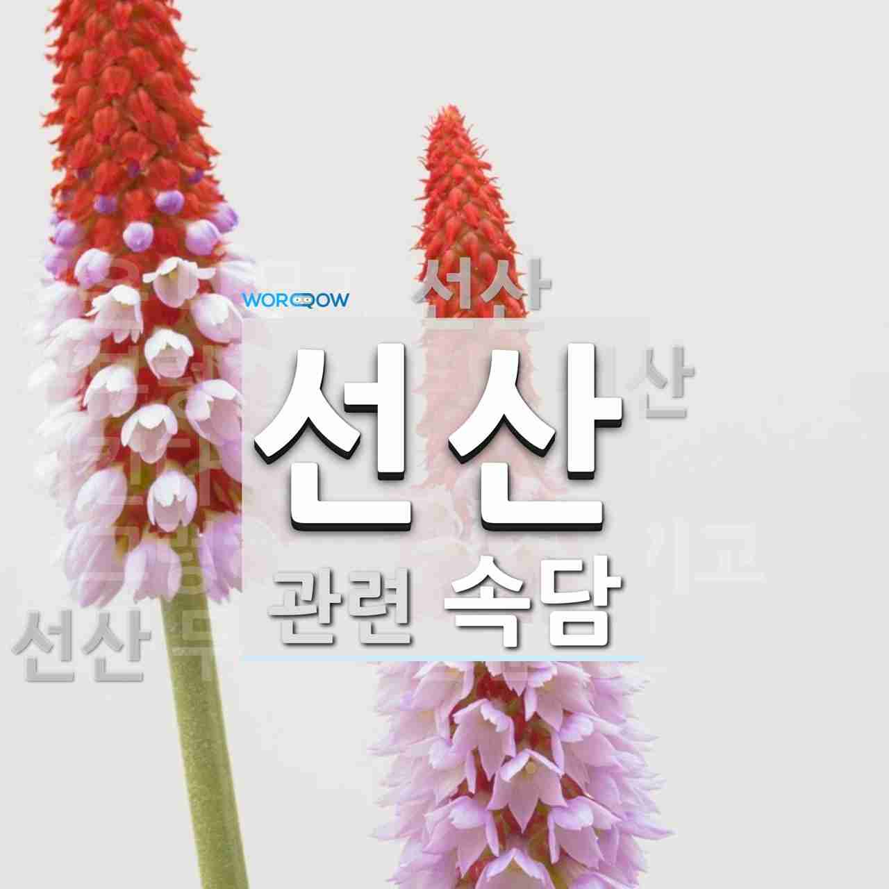 선산에 관한 속담