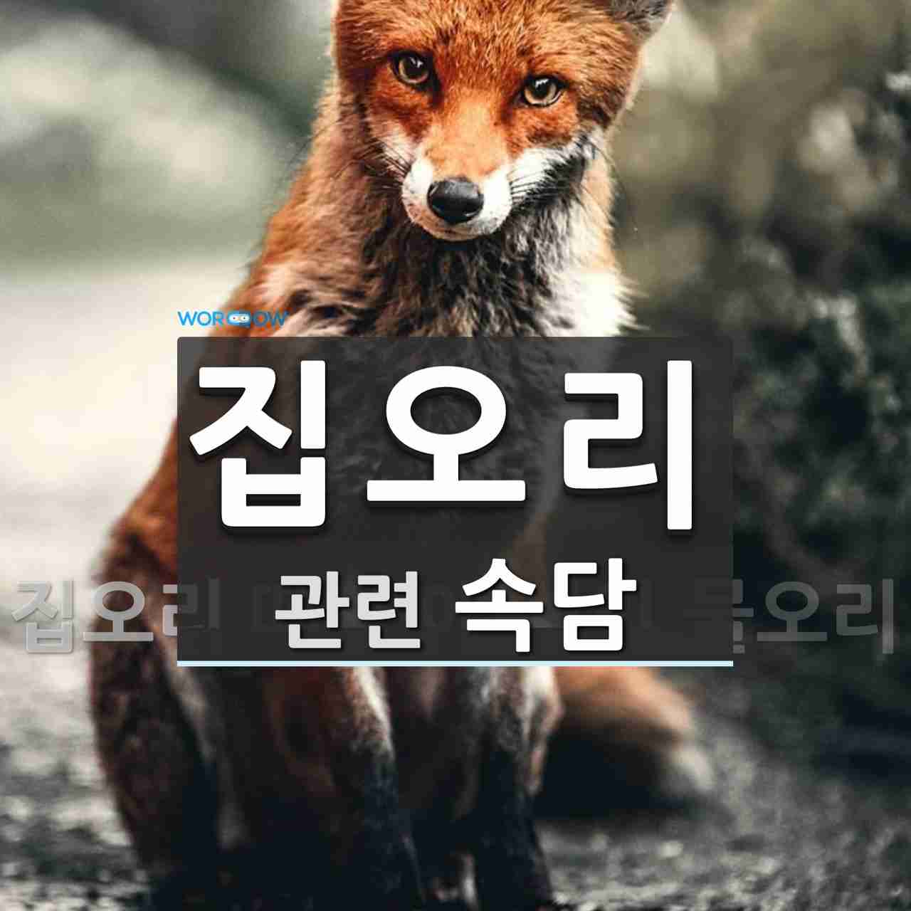 집오리에 관한 속담