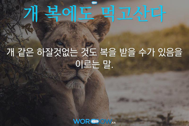 개 복에도 먹고산다: 개 같은 하잘것없는 것도 복을 받을 수가 있음을 이르는 말.