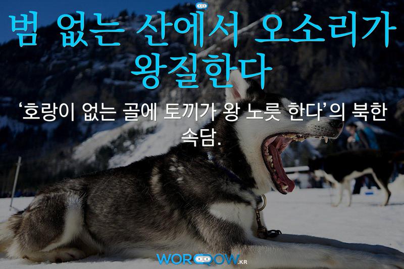 범 없는 산에서 오소리가 왕질한다: ‘호랑이 없는 골에 토끼가 왕 노릇 한다’의 북한 속담.