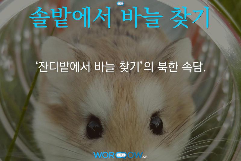 솔밭에서 바늘 찾기: ‘잔디밭에서 바늘 찾기’의 북한 속담.
