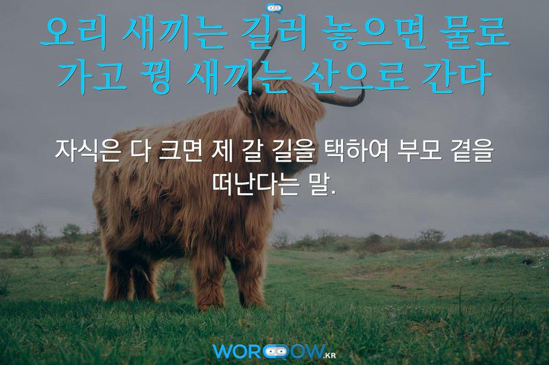 오리 새끼는 길러 놓으면 물로 가고 꿩 새끼는 산으로 간다: 자식은 다 크면 제 갈 길을 택하여 부모 곁을 떠난다는 말.
