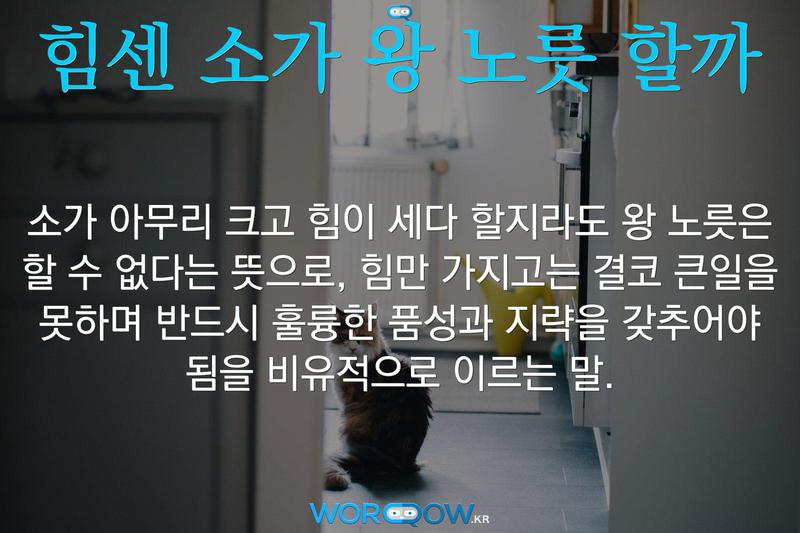 힘센 소가 왕 노릇 할까: 소가 아무리 크고 힘이 세다 할지라도 왕 노릇은 할 수 없다는 뜻으로, 힘만 가지고는 결코 큰일을 못하며 반드시 훌륭한 품성과 지략을 갖추어야 됨을 비유적으로 이르는 말.
